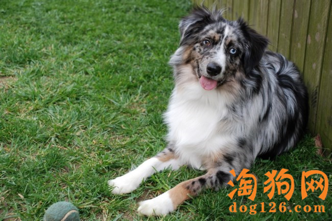 澳大利亚牧羊犬严重掉毛是什么原因 第2张