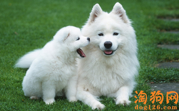 在家怎么给银狐犬洗澡 第1张
