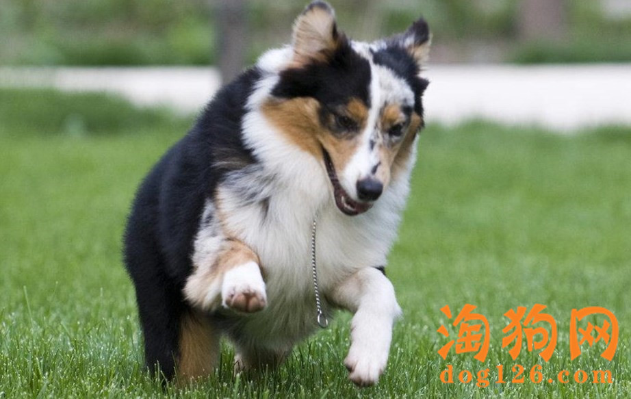 澳大利亚牧羊犬的喂食要点 第2张