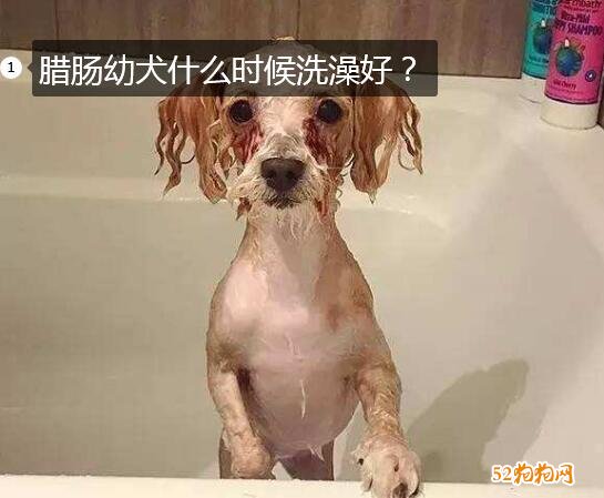 腊肠幼犬、腊肠幼犬什么时候洗澡好？ 第1张