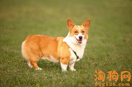 柯基犬发情了要怎么办？ 第2张