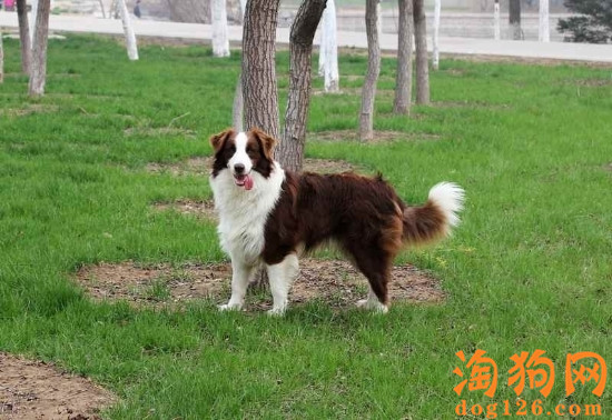 边境牧羊犬能吃香蕉吗？ 第1张
