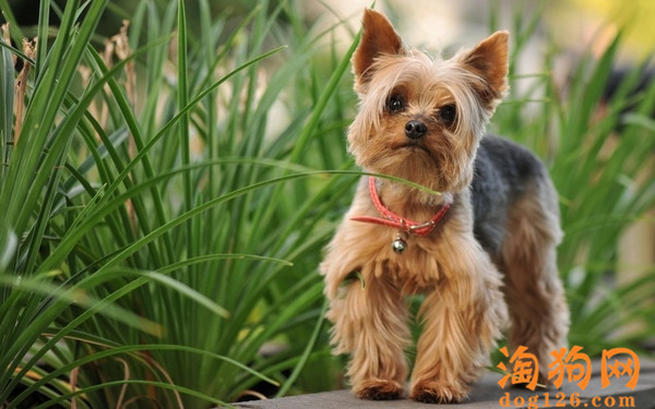 约克夏犬没胃口，不想狗粮要怎么办 第1张