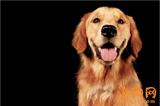 狗狗会生气么？金毛犬也会生气么？【图】 第2张