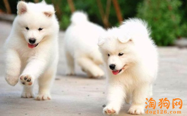 狗狗总是喜欢睡觉，原因是什么呢？ 第1张