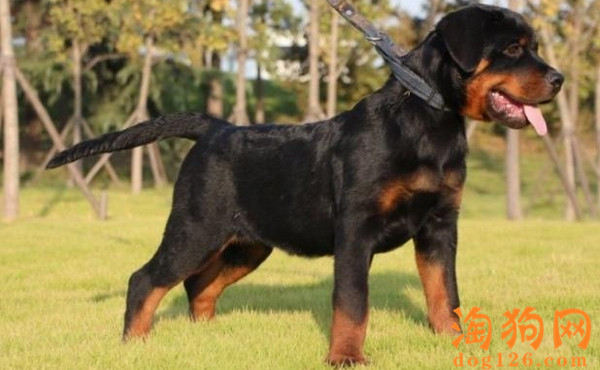 罗威纳幼犬要如何饲养？新手饲养罗威纳幼犬的技巧？【图】 第2张