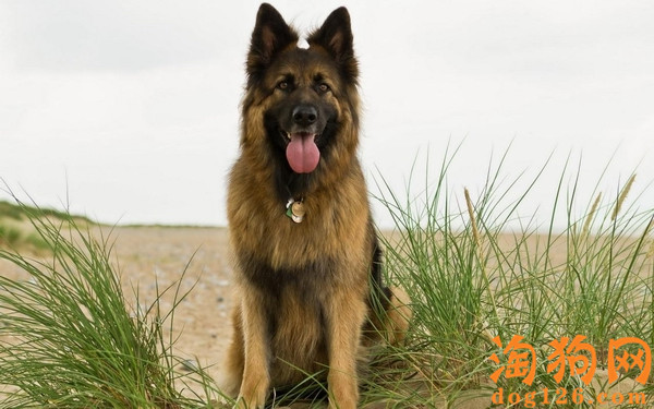 德国牧羊犬多大可以配种 第2张