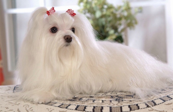 马尔济斯犬泪痕很严重要怎么办？ 第3张