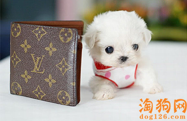刚出生的茶杯幼犬身上有味道怎么办？能给它洗澡吗？ 第2张