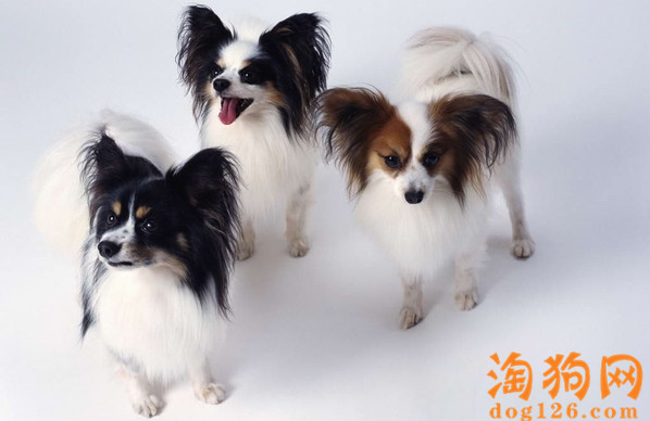 蝴蝶犬吃什么长得快