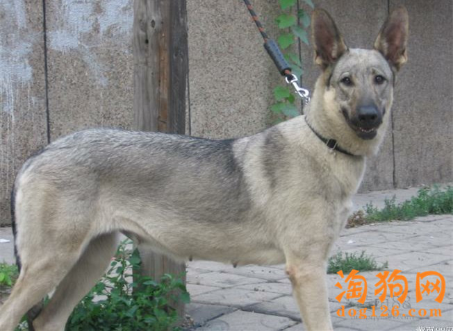 狼青犬有口臭要怎么办 第2张