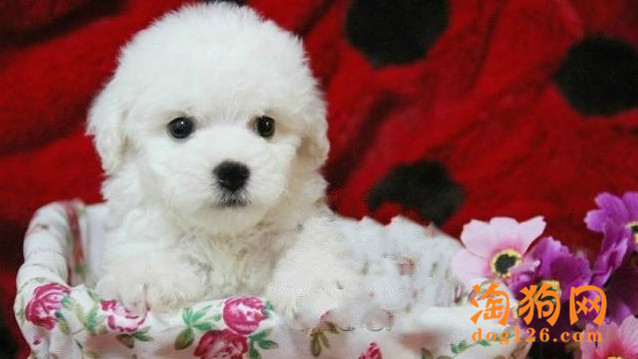 比熊犬经常磨牙是怎么了？是不是病了？ 第3张