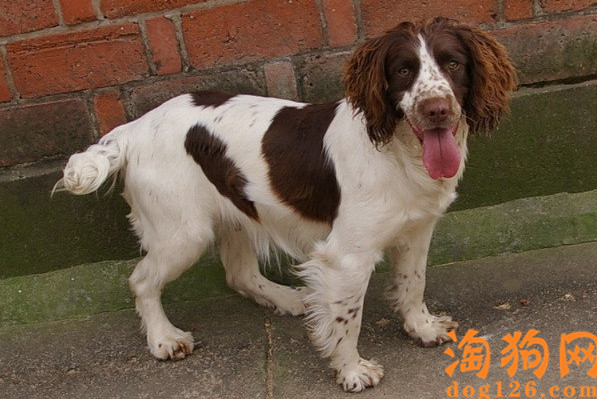 为什么养史宾格犬的人不多？ 第1张