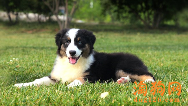 澳大利亚牧羊犬的毛发打结了要怎么办 第2张