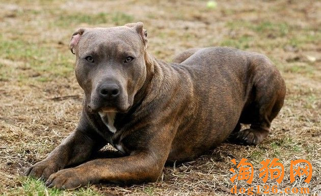 比特犬吃什么长肌肉？ 第2张