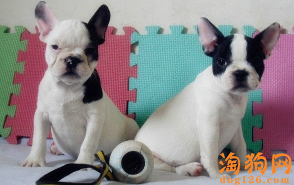 法国斗牛犬感冒了怎么办？