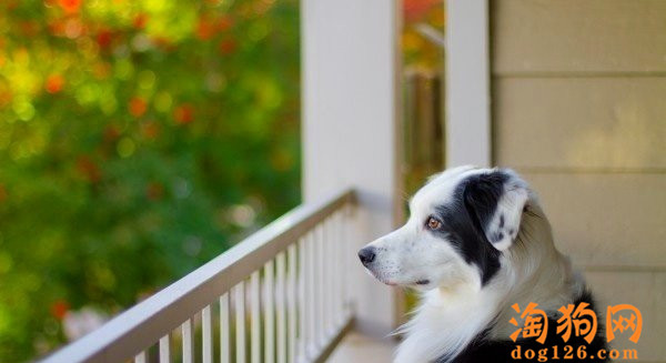 边境牧羊犬得了皮肤病要怎么解决？ 第2张