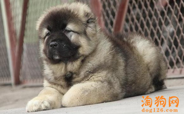 高加索幼犬一般多大能洗澡 第3张