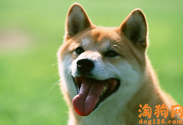 秋田犬喜欢到处吃东西，要怎么制止它？ 第1张
