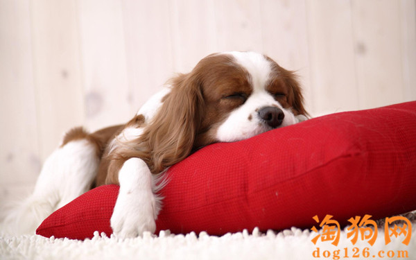 可卡犬有口臭要怎么办？是什么原因导致的？ 第1张