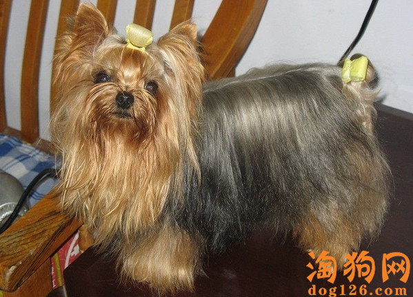 怎么看约克夏犬的品相？ 第2张