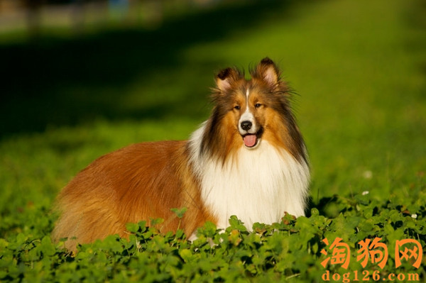 喜乐蒂牧羊犬掉毛怎么办？解决喜乐蒂牧羊犬掉毛的方法【图】 第1张
