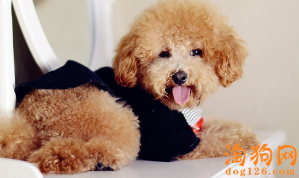 泰迪犬老咳嗽是怎么回事？【图】 第1张
