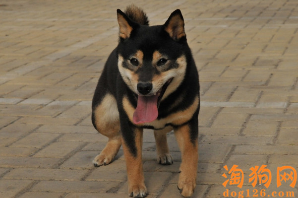 柴犬打虫有哪些要注意的 第1张