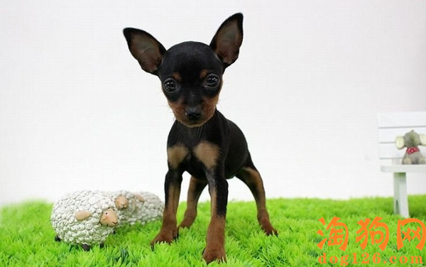 迷你杜宾犬便秘了怎么办？是什么原因？