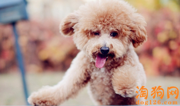 泰迪犬掉毛怎么办？要怎么解决？ 第3张