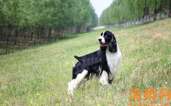 英国史宾格母犬刚刚小狗狗要怎么照顾？