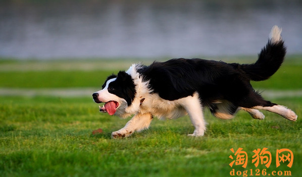 边境牧羊犬一直咳嗽是不是感冒了？ 第1张