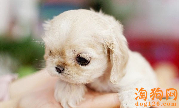 茶杯犬怀孕期间可以吃鸡骨头吗？ 第2张