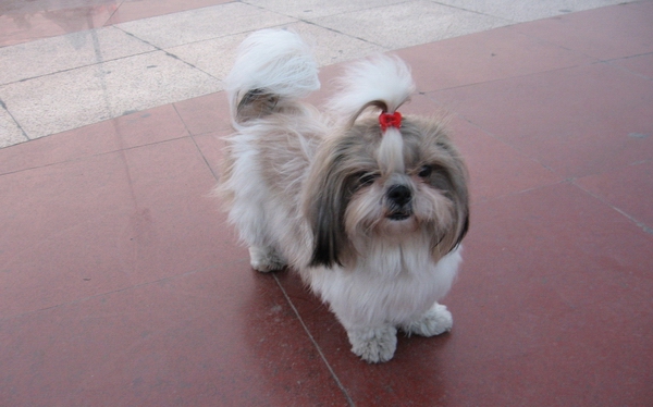 西施犬多久洗一次澡比较好？ 第3张