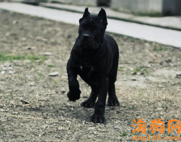 卡斯罗犬一直叫唤是怎么了？ 第1张