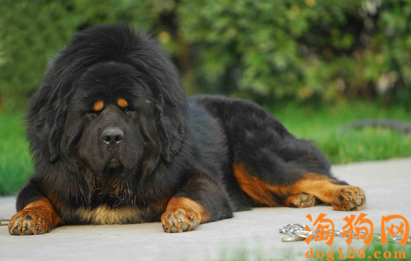 藏獒一直舔自己身上是怎么了，是不是受伤了？ 第2张