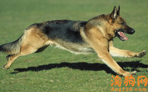 德国牧羊犬鼻子干干的是怎么了？ 第2张