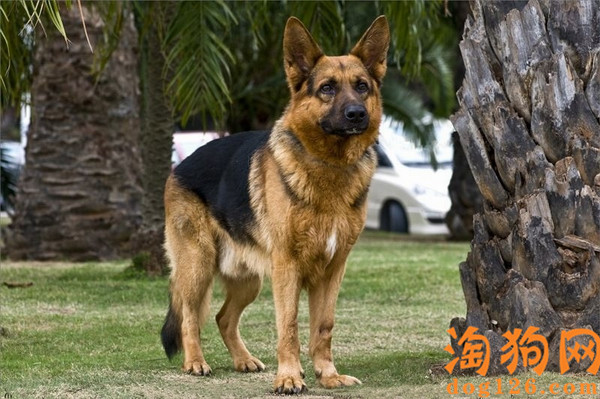 德国牧羊犬幼犬如何饲养？【图】 第1张