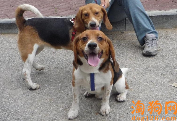 比格犬吐了，是什么原因导致的？ 第2张