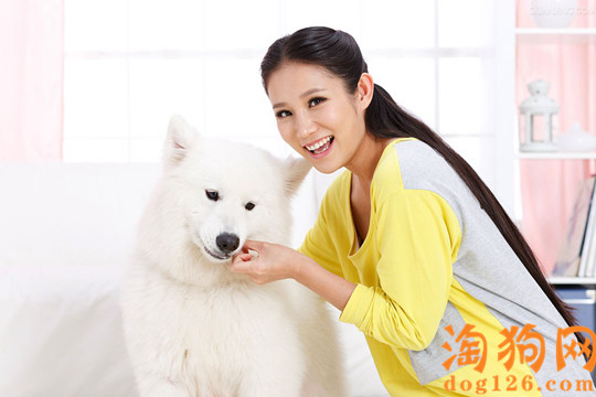 银狐犬经常发抖是什么原因 第1张
