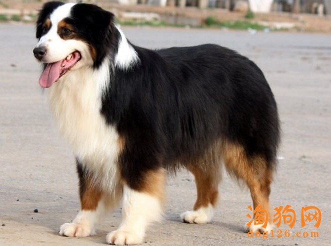 澳大利亚牧羊犬可以吃生鸡蛋吗？ 第2张