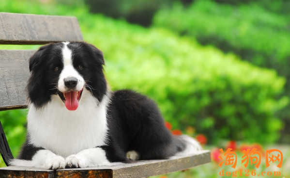 边境牧羊犬拉稀怎么办？ 第2张