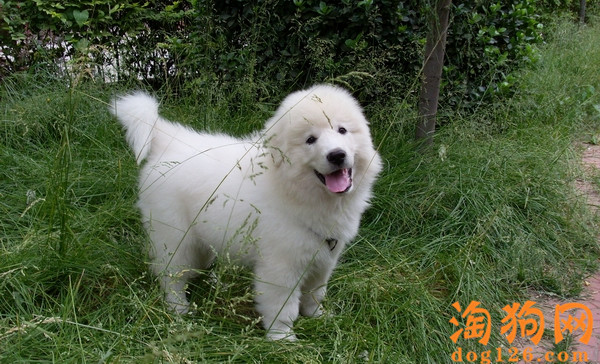 大白熊犬一直打嗝是什么原因导致的？ 第2张