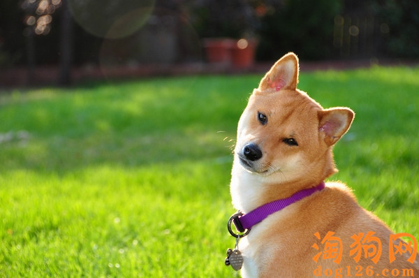 秋田犬太凶了要怎么教育 第1张