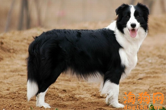 边境牧羊犬口臭的原因是什么 第3张