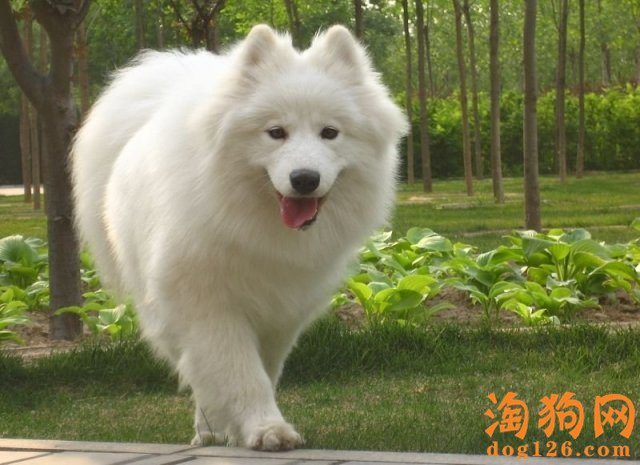 萨摩耶的屁股一直在地上蹭来蹭去是怎么了？ 第1张