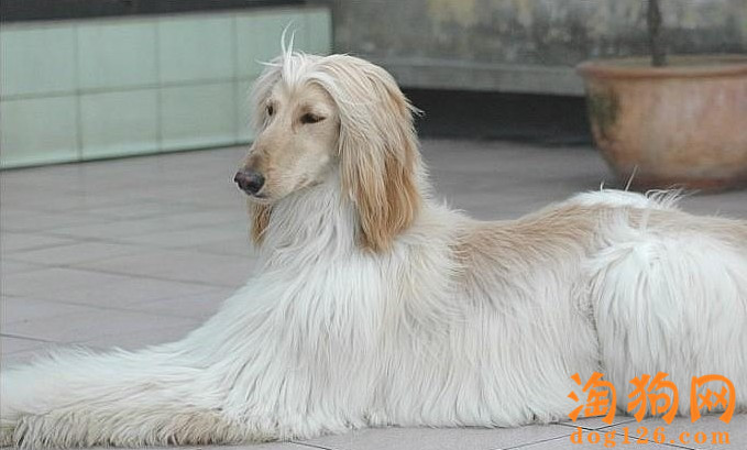 阿富汗犬怀孕了会有哪些表现 第1张