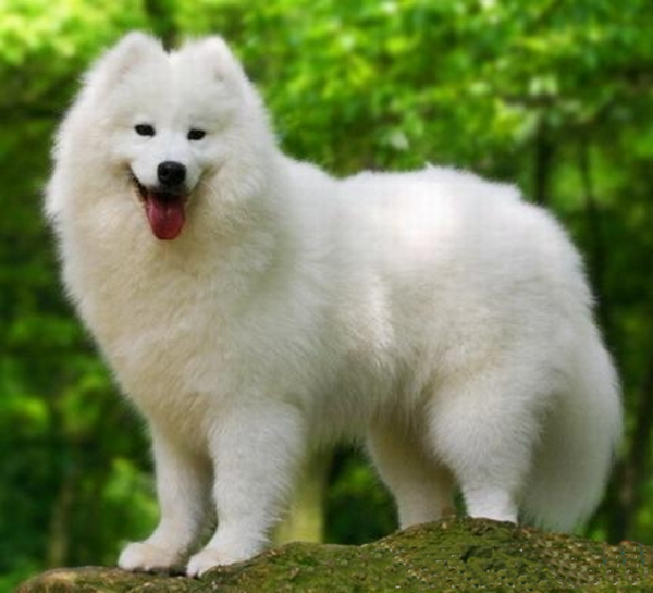 在家怎么给银狐犬洗澡 第2张