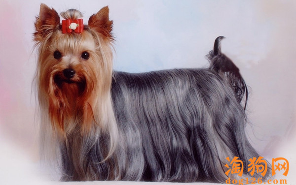约克夏犬美容的正确步骤 第1张