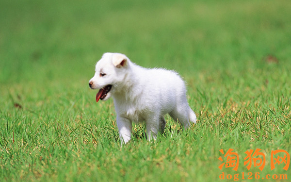 银狐犬如何喂养？银狐犬的性格怎么样？【图】 第1张
